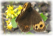 県天然記念物の高山蝶